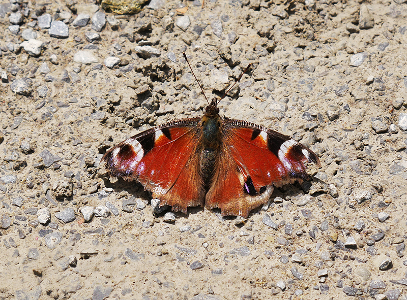 Schmetterling
