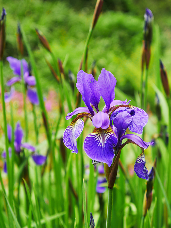 Blumen auf Siebenbergen
