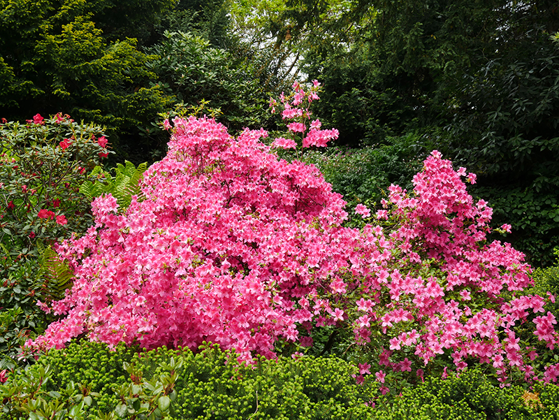 Blumen auf Siebenbergen
