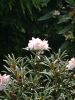 Filename=11.JPG
Filesize=511KiB
Dimensions=601x800
Date added=Jun 17, 2020 11.JPG