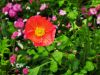 Filename=13.JPG
Filesize=438KiB
Dimensions=800x601
Date added=Jun 17, 2020 13.JPG