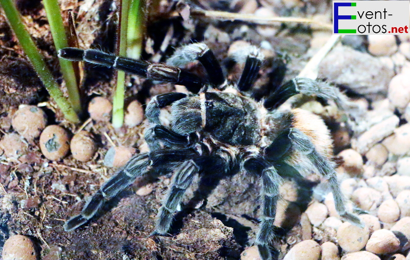 Spinne "Grammostola mollicoma" - Lateinamerika
