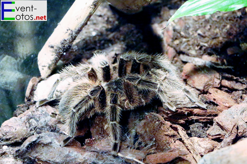 Spinne "Lasiodora striatipes" - Brasilien
