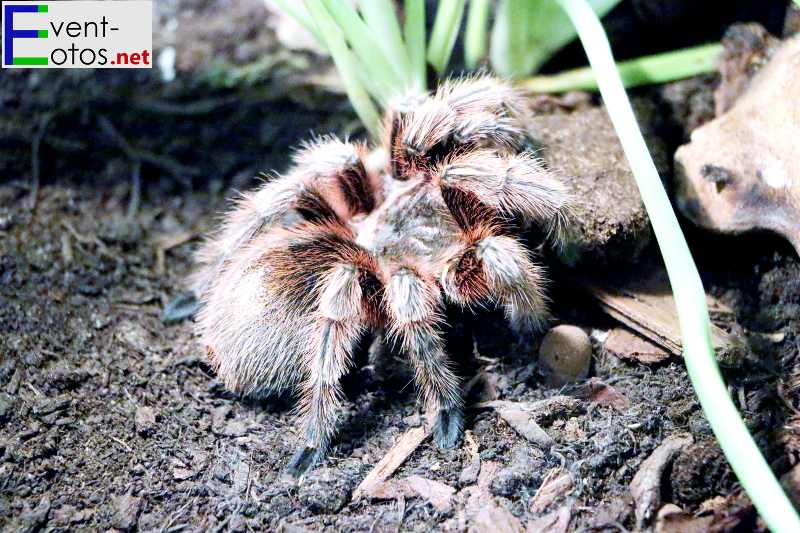 Spinne "Grammostola rosea" - Bolivien, Chile, Argentinien
