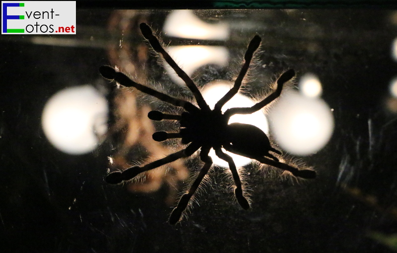 Spinne "Poecilotheria striata" - Indien
