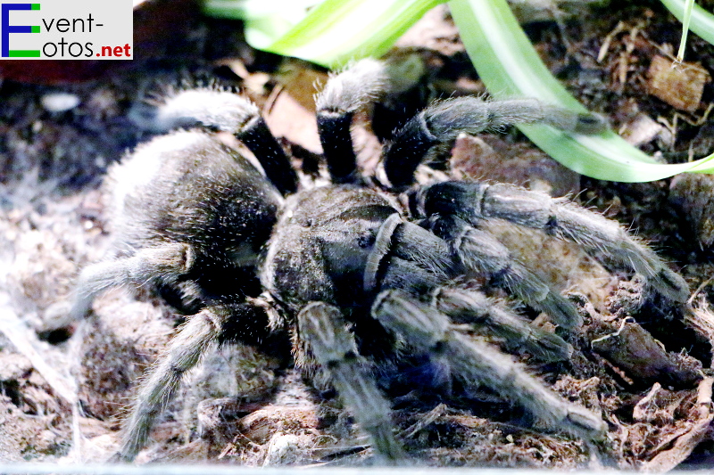 Spinne "Grammostola pulchra" - SÃ¼d Brasilien
