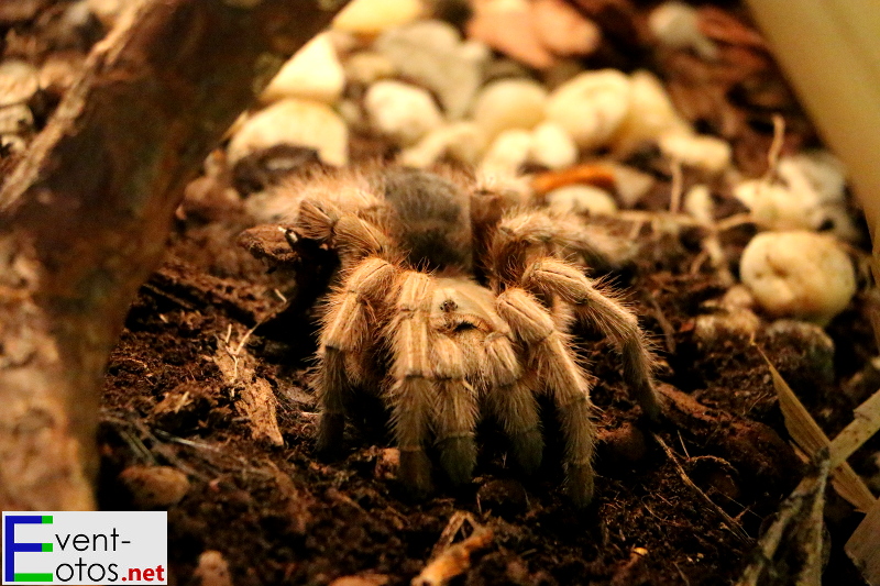 Spinne "Aphonopelma chalcodes" - Arizona, Mexico
