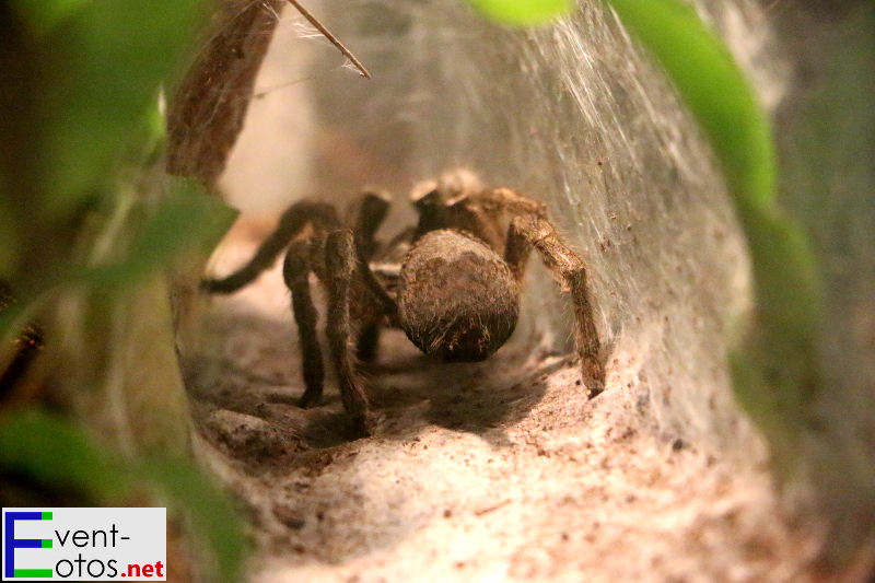 Spinne "Ceratogyrus darlingi" - Mosambik, SÃ¼d Afrika
