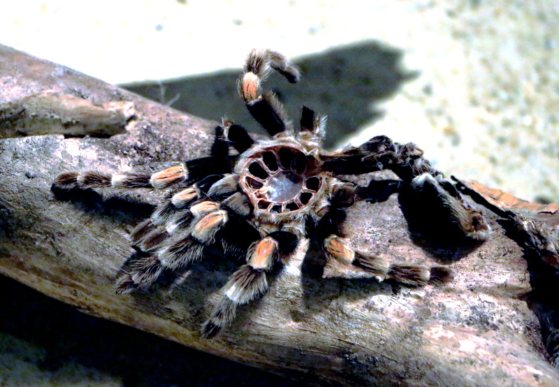 Alte Haut einer Vogelspinne
