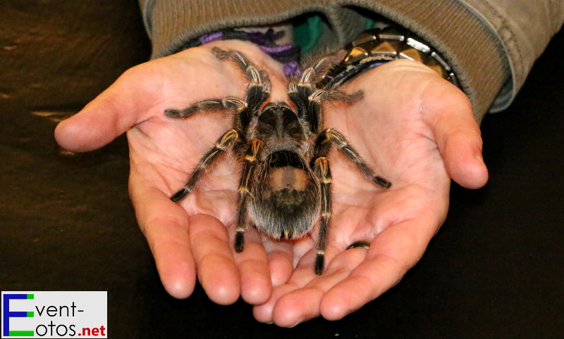 "Grammostola aureostriata" auf der Hand eines Besuchers
