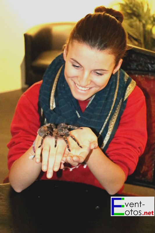 "Grammostola aureostriata" auf der Hand eines Besuchers
