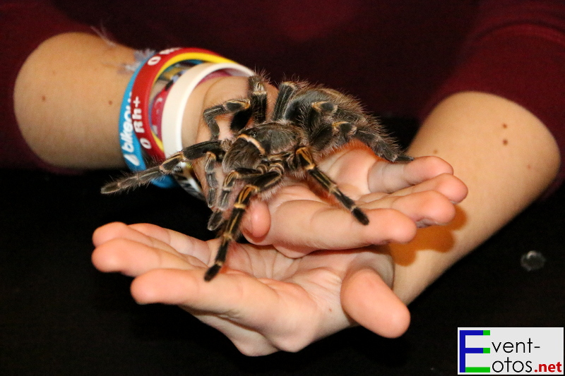 "Grammostola aureostriata" auf der Hand eines Besuchers
