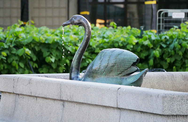 "Schwan" im KungstrÃ¤dgarden
