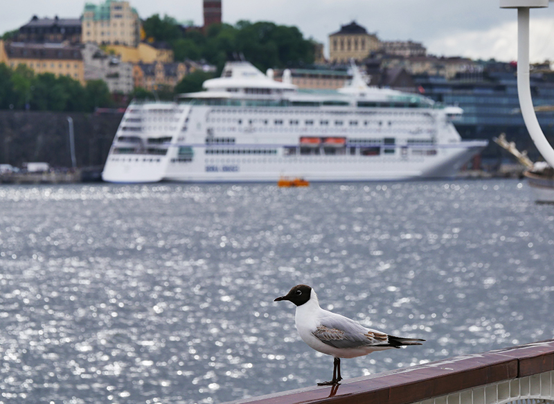 MÃ¶we vor Schiff
