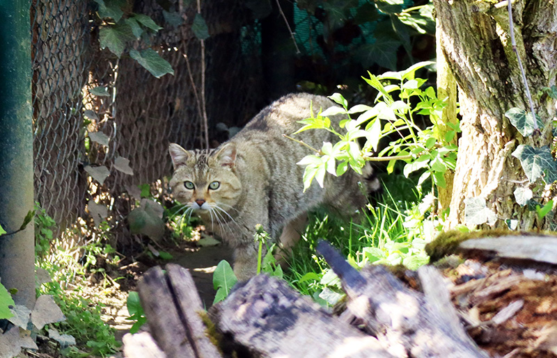 Wildkatzendorf Hütscheroda
