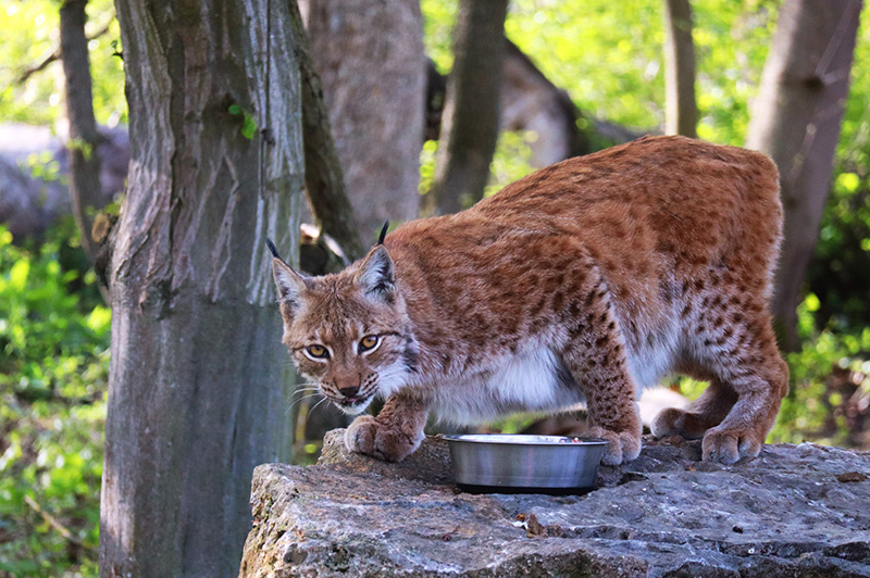 Luchs im Wildkatzendorf Hütscheroda
