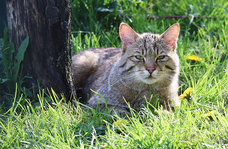 Wildkatzendorf Hütscheroda
