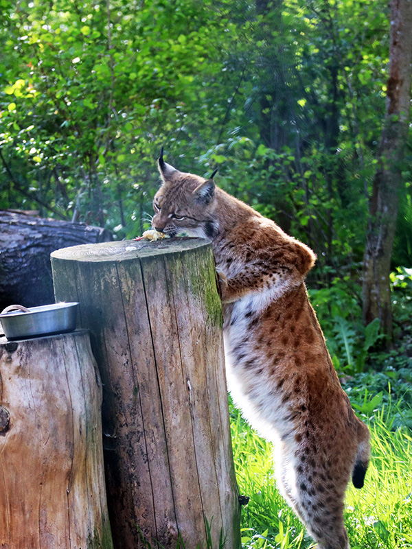 Luchs im Wildkatzendorf Hütscheroda
