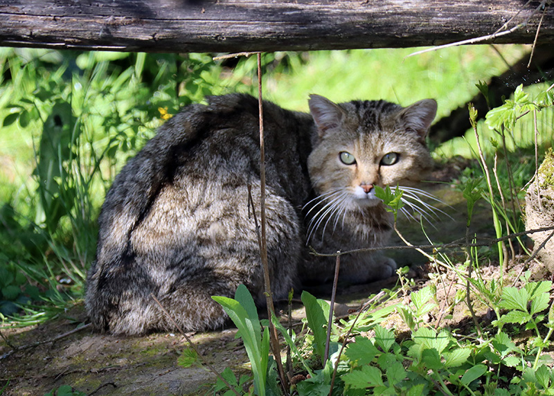 Wildkatzendorf Hütscheroda
