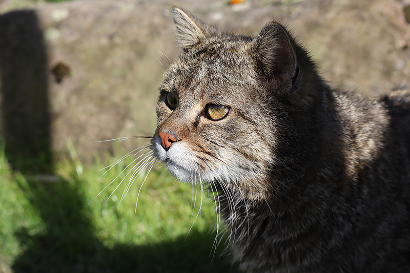 Wildkatzendorf Hütscheroda
