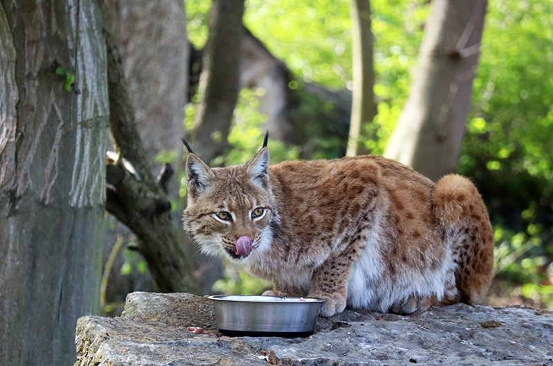 Luchs im Wildkatzendorf Hütscheroda
