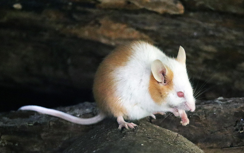 Mause im Wildkatzendorf Hütscheroda
