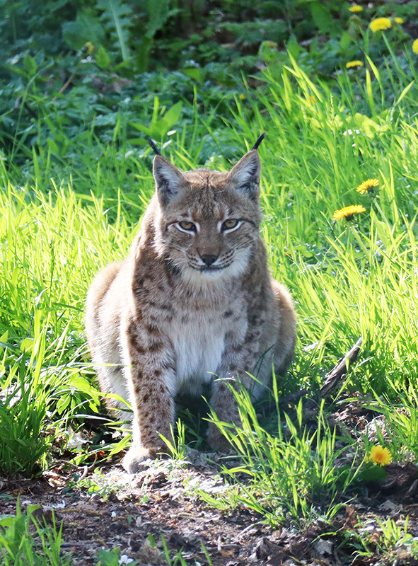 Luchs im Wildkatzendorf Hütscheroda
