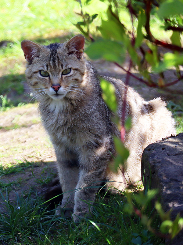 Wildkatzendorf Hütscheroda
