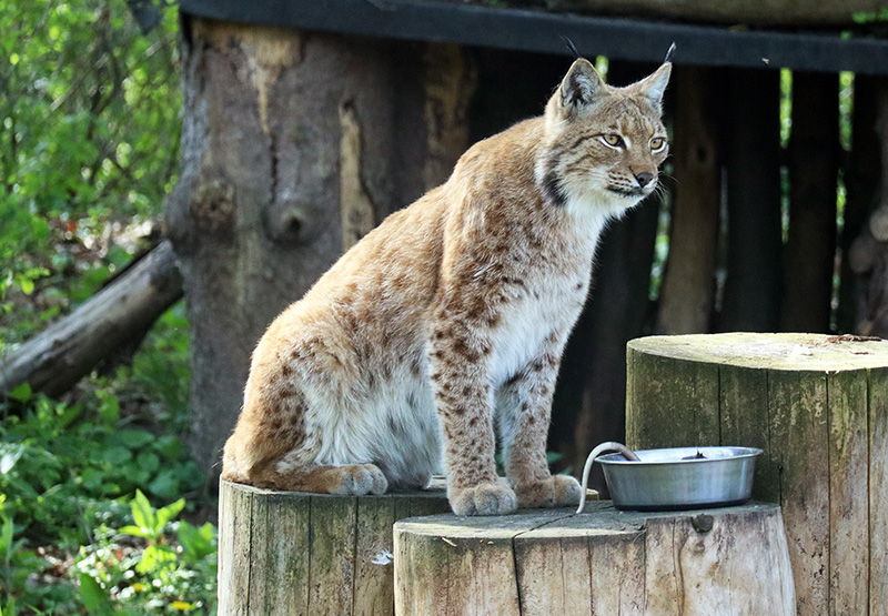 Luchs im Wildkatzendorf Hütscheroda
