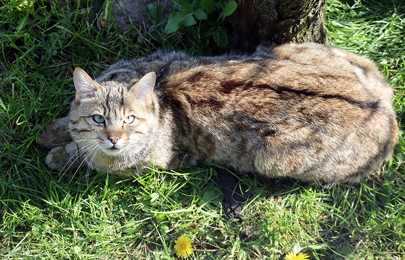 Wildkatzendorf Hütscheroda
