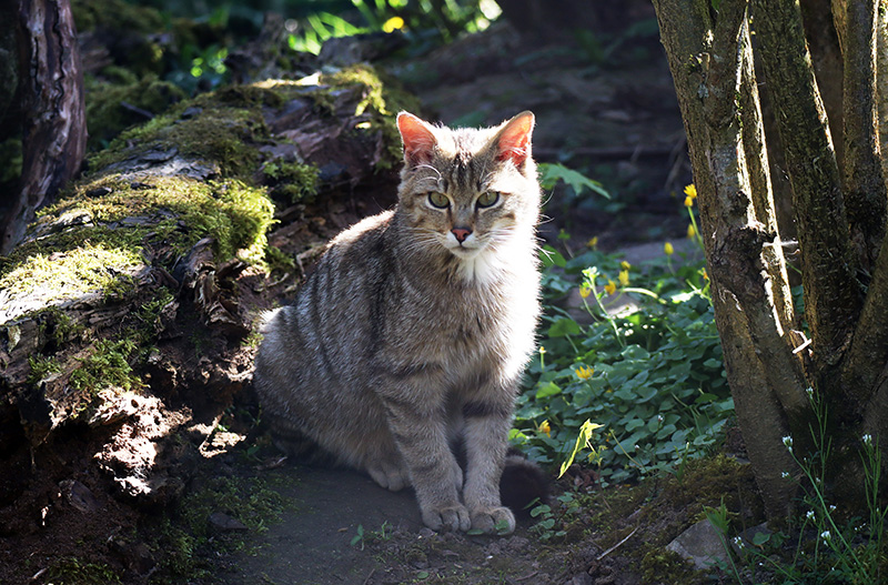 Wildkatzendorf Hütscheroda
