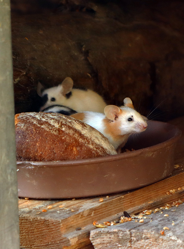 Mause im Wildkatzendorf Hütscheroda
