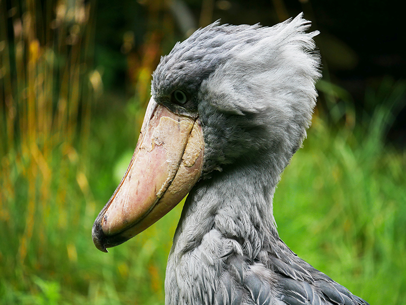 Unbekannter Vogel
