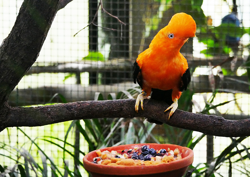 Andenklippenvogel
