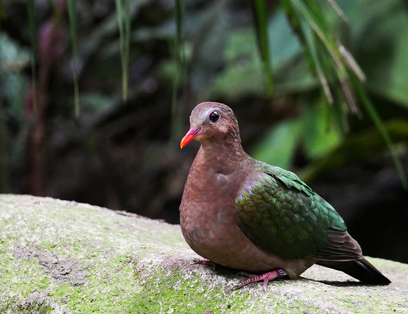 Unbekannter Vogel
