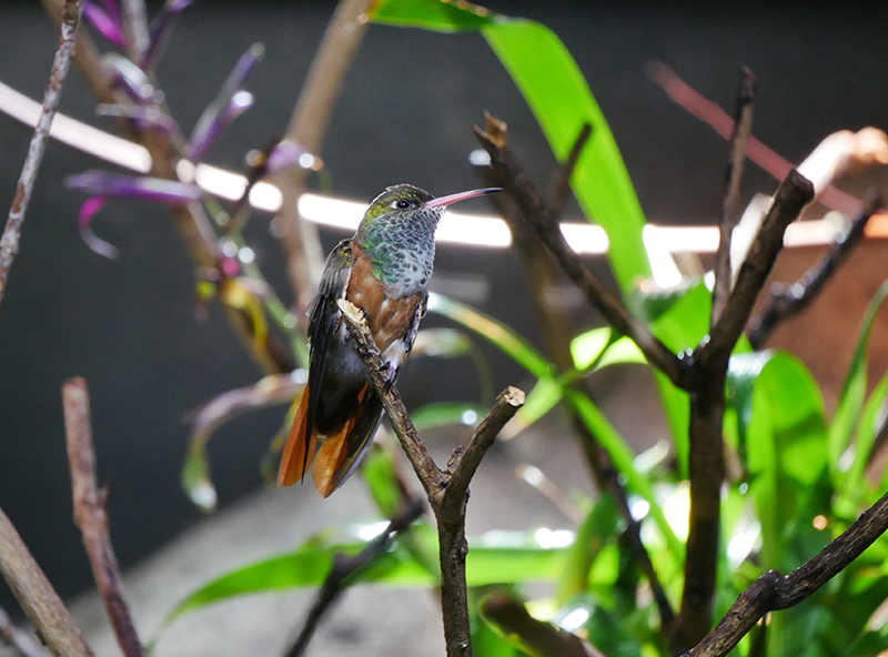 Kolibri
