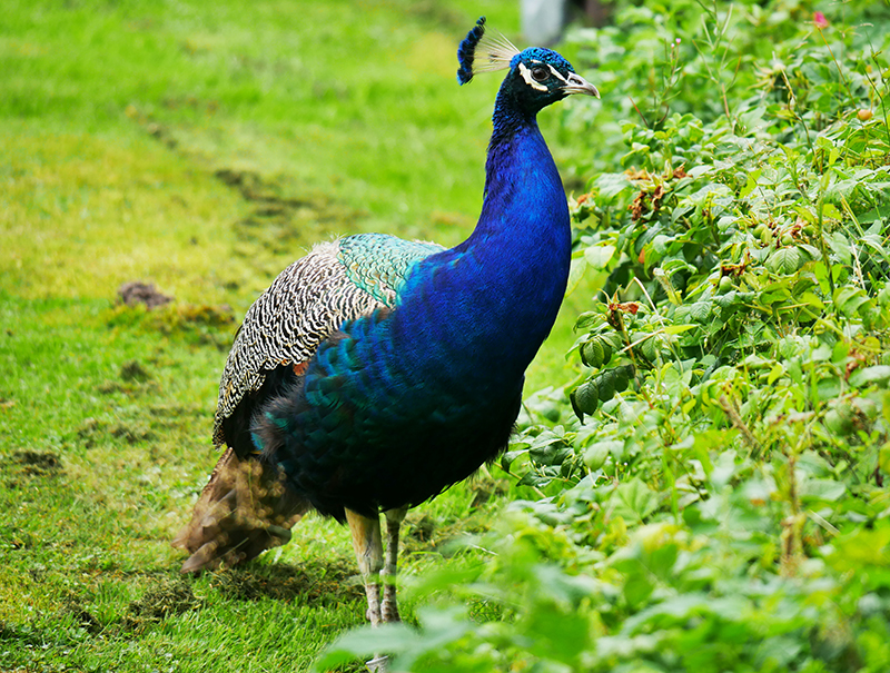 Pfau
