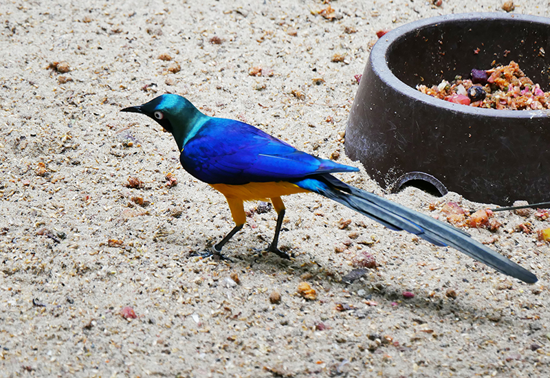 Unbekannter Vogel
