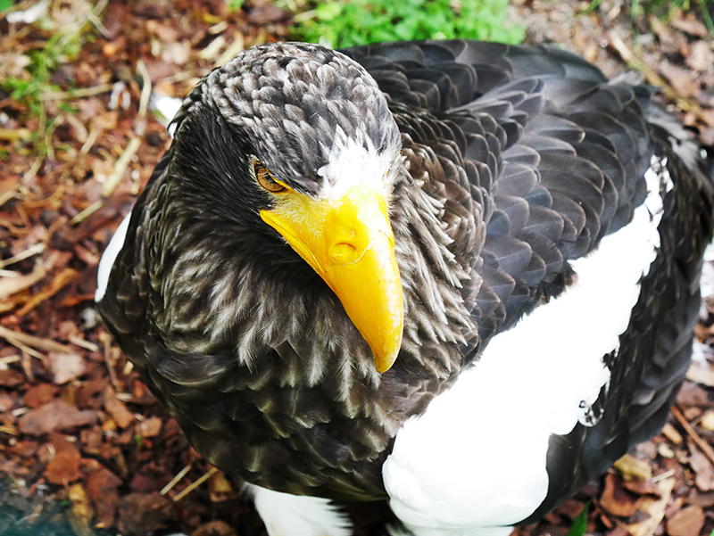 Seeadler
