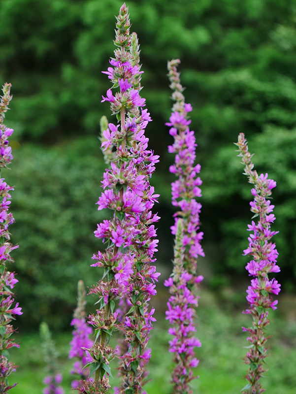 Natur im Park
