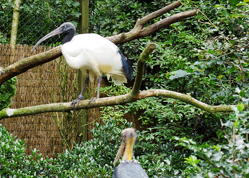 Unbekannter Vogel
