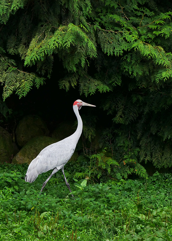 Unbekannter Vogel
