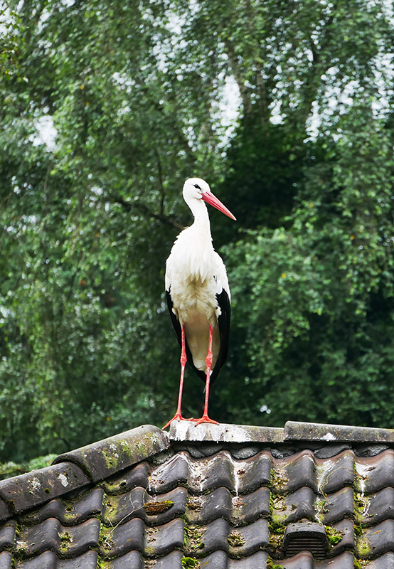 Klapperstorch
