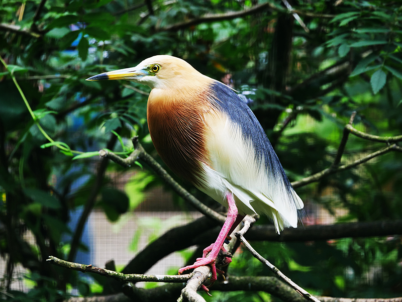 Unbekannter Vogel
