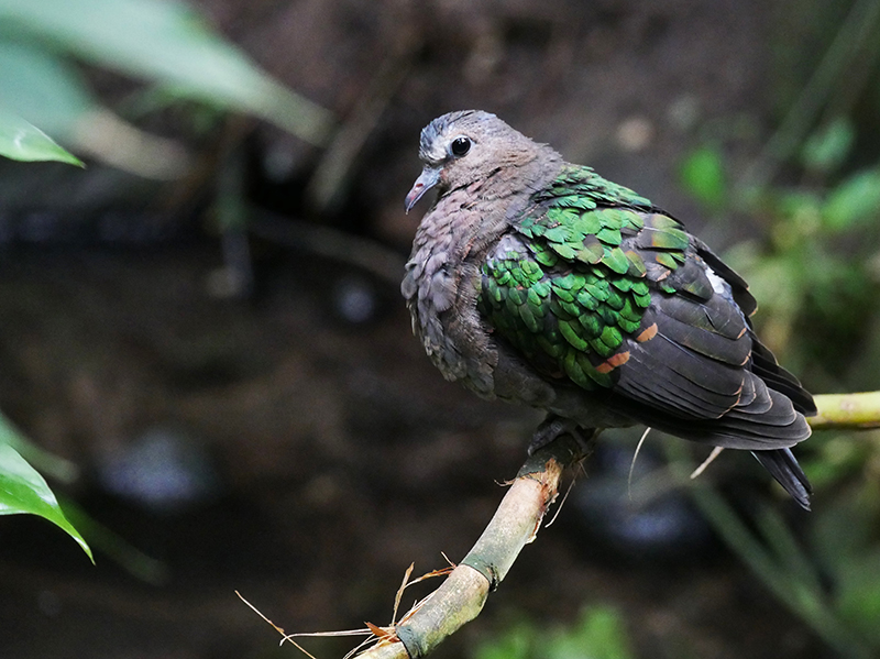 Unbekannter Vogel
