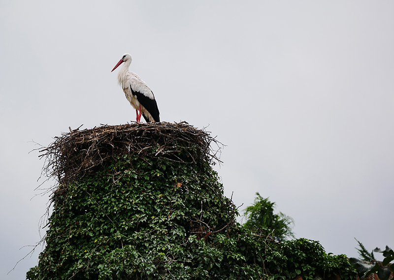 Klapperstorch
