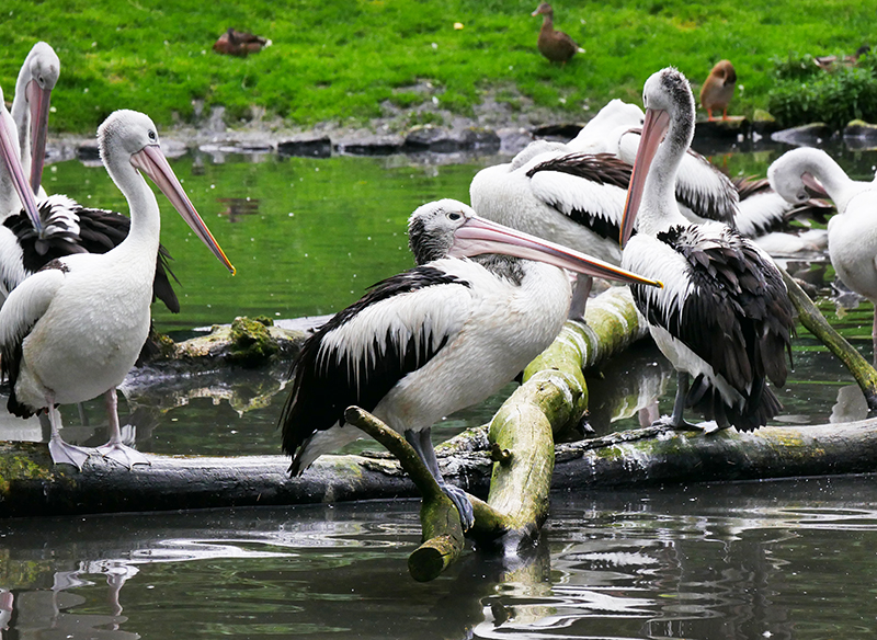 Unbekannte VÃ¶gel
