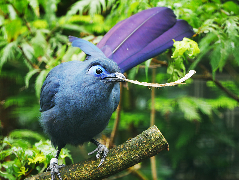 Blauer Seidenkuckuck
