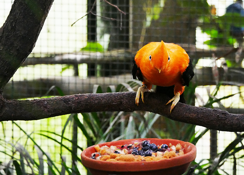 Andenklippenvogel
