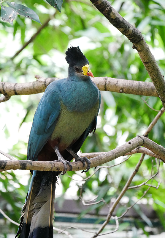 Unbekannter Vogel
